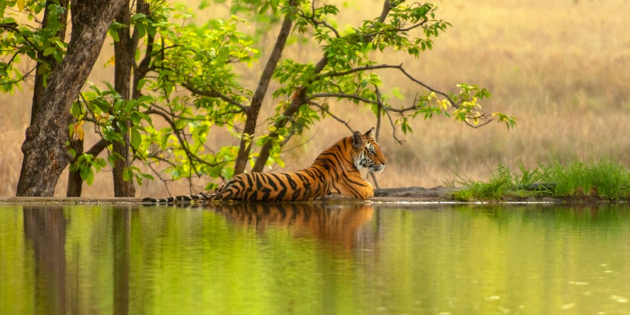 Wildlife
